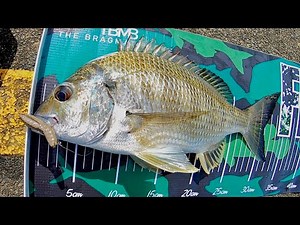 SPECIES INSIGHT | Bream On Lures.