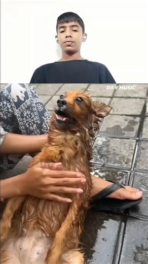 A Final Chance Saving a Dying Dog emotional #sad video #short