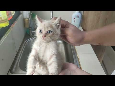 Mandiin 6 anak kucing usia 45 hari