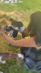 2K views · 53 reactions | We got some baby goat therapy at Honomu Goat Dairy farm  Would you come here? Comment below  | HAWAII Magazine | Facebook