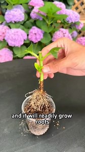 10K views · 131 reactions | Easy propagation tips. | Ramos Mark | Facebook