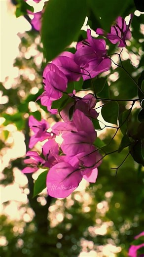 Chaaha hai tujhko #nature #ytshort #trending #viral #hindisong #naturebeauty #skyview #song #flowers