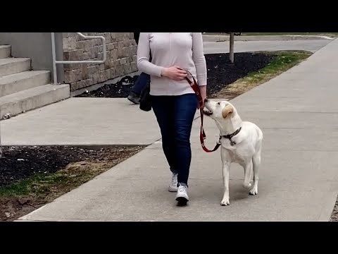 Loose Leash Walking: Train your dog with these easy tips!