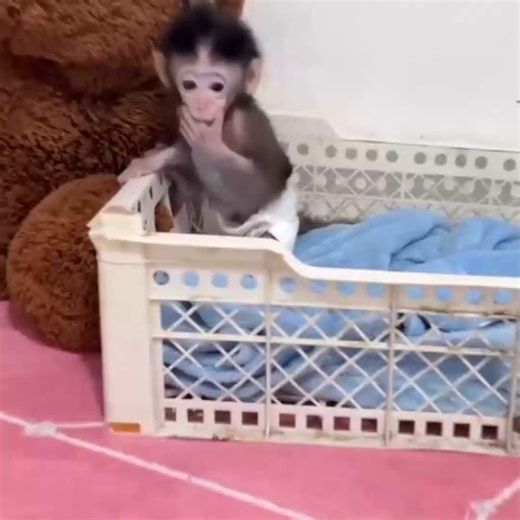 “You Won’t Believe This Baby Monkey’s Reaction! 😂🐒” | Monkey Lover