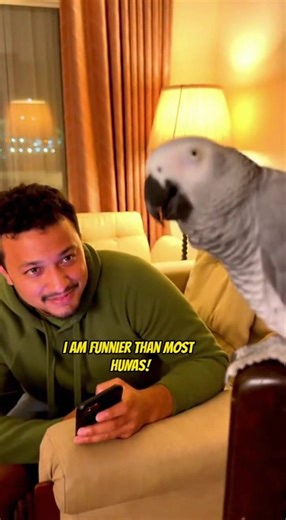 1.2K views · 30 reactions | Sad Parrot Complains About His Followers #TalkingParrot #ParrotComedy #FunnyBirds #ParrotMemes #ViralParrot | Talking Parrot | Facebook
