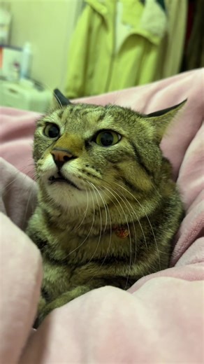 Understanding the Sounds of Angry Cats