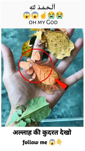 subhanallah ✨❣️😍#shorts #viral #allahuakbar #islamic