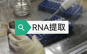 Trizol法提取RNA 实验记录