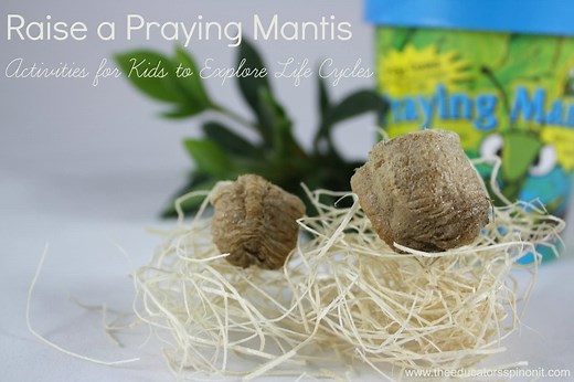 Raise a Praying Mantis | Activities for Kids to Explore Life Cycles - The Educators' Spin On It