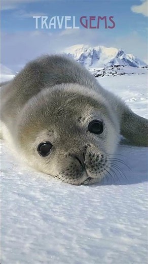 ANTARCTICA #nature