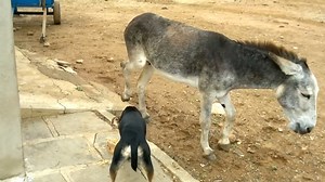 donkey killing Dog donkey attacks dog
