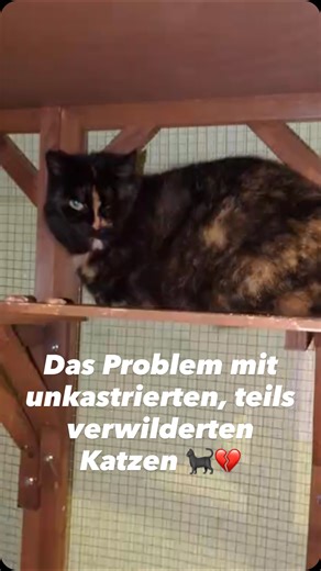 VidaHof by Verein Tierfreiheit on Instagram: "Das Problem mit unkastrierten, teils verwilderten Katzen ist im Tierschutz leider allgegenwärtig – und für alle Beteiligten ein sehr leidiges Thema. Heute möchten wir euch die Geschichte von Lisa und ihrer Leidensgenossin Mona erzählen. Bereits 2024 hatten wir gemeinsam mit anderen Tierschützer*innen aus Kleve einen Hof im Blick, auf dem immer wieder verwilderte Katzen gesichtet wurden. Leider war der damalige Besitzer für keinerlei Kompromisse oder 
