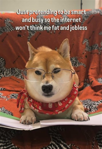 Just pretending to be smart and busy so the internet won’t think me fat and jobless 🫣 If you haven’t yet, please follow us to redeem your free daily Shiba therapy 💕💕 #tiktok #fyp #trending #vira #petlover