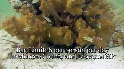 Florida's spiny lobster mini season is this Wednesday and Thursday (July 26-27)! Planning on catching some of these tasty crustaceans? Here's what you need to know before you go. Our new video provides an overview of some of the regulations and safety guidelines for harvesting spiny lobster in Florida waters. We want everyone to have a safe and enjoyable time on the water while conserving this important fishery! FWC spiny lobster regulations: http://bit.ly/1mQ0iEO Video by Casey Butler and Gabby