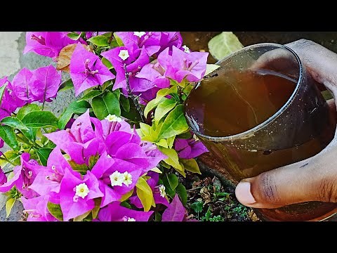 How to use Leachate from Compost Bin properly in the garden || Compost Basics | Organic Gardening