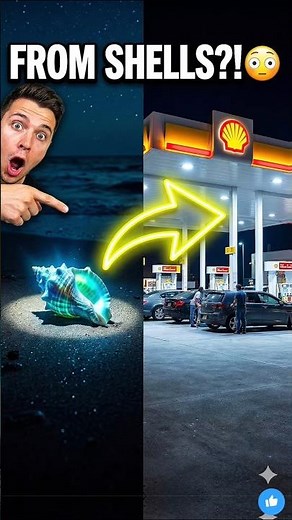 Shell Started With Seashells 😳