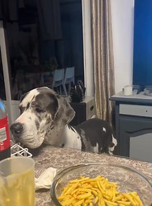 Funny dog tail 🐶#dog _#1 #funnyvideos #fyp #dogs #funnydog | Pet's Store