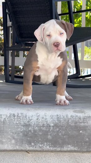 Genghis Khan | The difference 5 months can make 😍 @junglebullyfamily #xlbullypuppy #lilactri #puppydaily ____________________________________________________ Follow our journey 🤙🏽🤍 @shakabulliesofficial | Shaka Bully Kennels