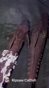 3feet long | Monster Aquarium Inc.