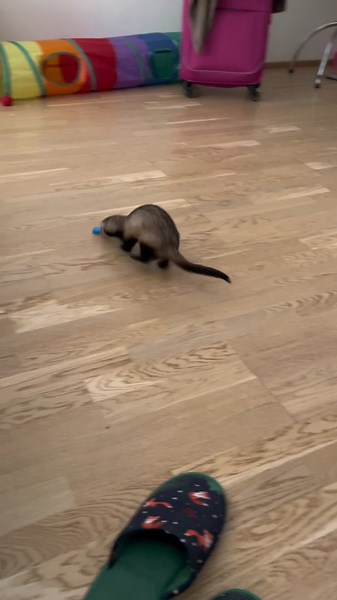 Playful Ferret Running in Prague Streets