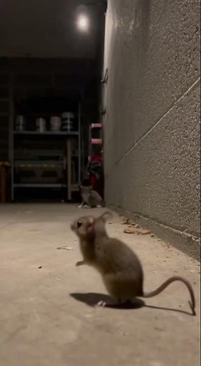 The Mouse That Fought Back! 😼🐭😂 #RoleReversal #FunnyCats #Shorts\r\r