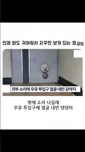 언제 봐도 귀여워서 자꾸만 보게 되는 짤 #강아지 #유머 #music
