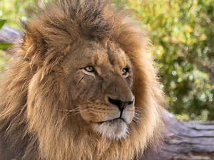 Werribee Open Range Zoo, Attraction, Melbourne, Victoria, Australia