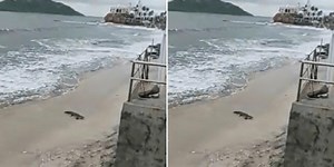Crocodile appears on Mazatlan beach of Avenida Del Mar (video)