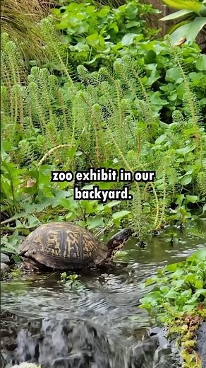 DIY Turtle Pond! Incredible backyard!