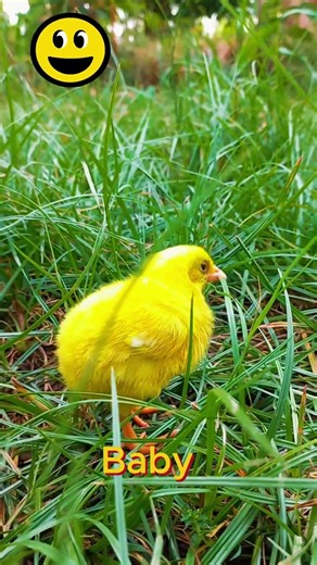 Yellow Chicks ASMR #animals #wildlife #asmr