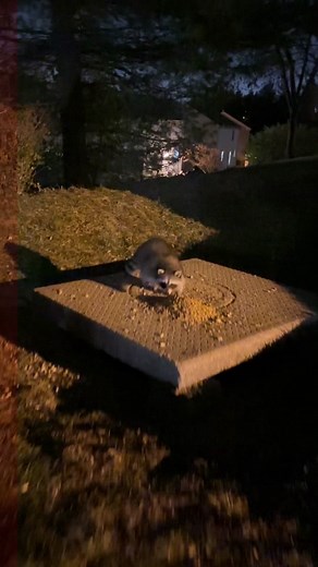 Feeding Chipmunks in Winter: A Heartfelt Story of Love and Care