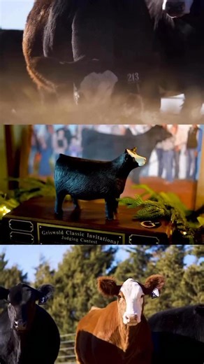 Griswold Cattle on Instagram: "The collegiate judging contest is one of our favorite parts of the Classic. You come from all over the Nation and we can’t wait to see you. Are you coming? . We want the Classic to be a core memory, heck you might meet your Mr or Mrs right here in Stillwater, ya never know 😂 If you haven’t came before know you are invited! . We promise to make it tough, but we promise you’ll see a whole slew of great ones all in one spot. 600 head of ladies, we will sort you off a