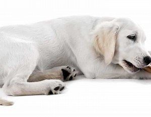 17 Reasons Why Labradors Are Good for Seniors - World of Dogz