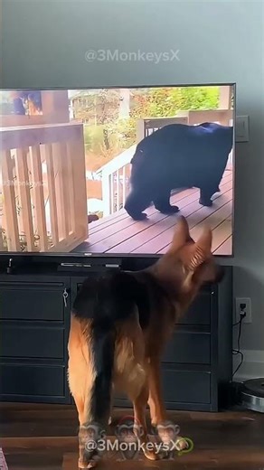 💡 Hilarious Dog Reactions to TV Shows & Movies