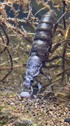 POV: Inside the Life of a Giant Dragonfly Nymph (Scientific Micro-Documentary)