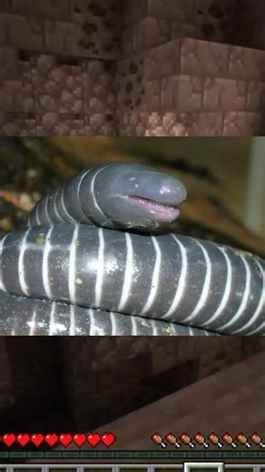 I hate this newly discovered legless lizard species