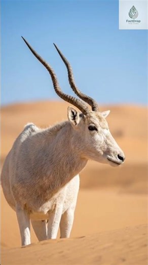 The Addax: A Fading Spirit of the Desert