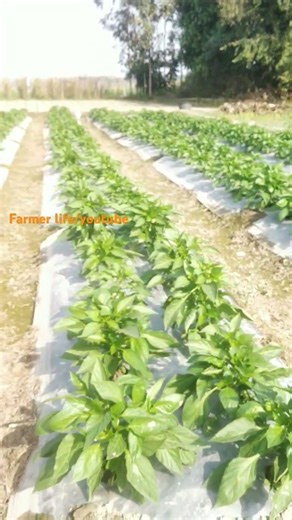 capsicum farming