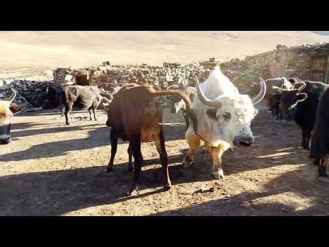 Most powerful Biggest Bull 🐂 Enjoy 😍 with Cow 🐄 ||Yak vs cow||