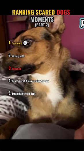 The last Dog got flashbacks 💀😂 #animals #dog #funny #shorts