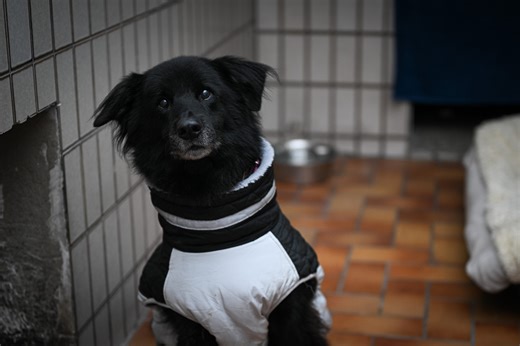 Mit Hund in den Zoo: Wo Vierbeiner in NRW willkommen sind