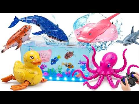 PART 1| RC GIANT SHARK vs PINK MANTA RAY In My Aquarium! ASMR
