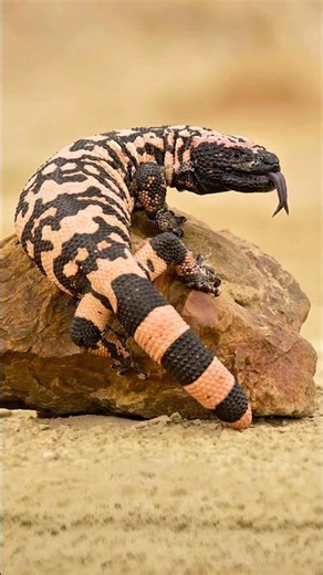 😯venom lizard🦎#facts #knowledge #science #lizard #shorts #youtubeshorts #tamilshorts