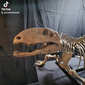 1.6K views · 63 reactions | This year at the Tucson show, there is so much to look at and adore. #Permian #fossils #fossil #tucson #tucsongemshow #love #real #amazing #driven #paleontologist #fossilprep #fossilpreparation #fossilprep #geology #paleontology | In Stone Fossils | Facebook