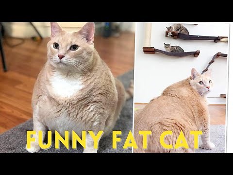 funniest fat cat compilation