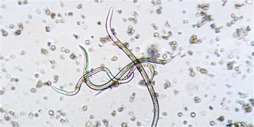 Mysterious 'zombie' ecosystem discovered deep beneath the Earth's crust