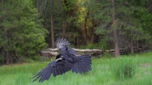 Crow Flying Images – Browse 259,899 Stock Photos, Vectors, and Video