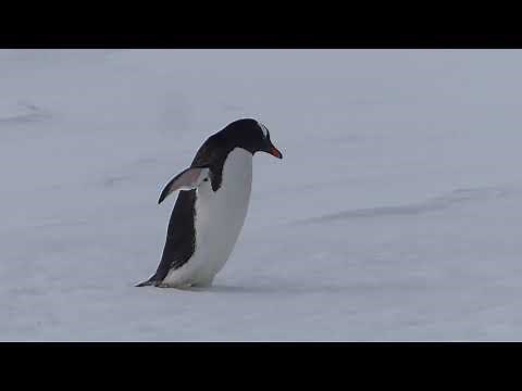 A clumsy gentoo penguin walking and falling