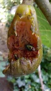 Flies and the Fig in the Flemish Tasty Forest - Short - #nature