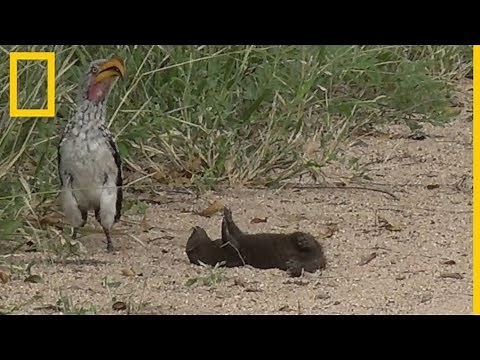 ¿Está esta mangosta haciéndose la muerta o jugando? | National Geographic en Español